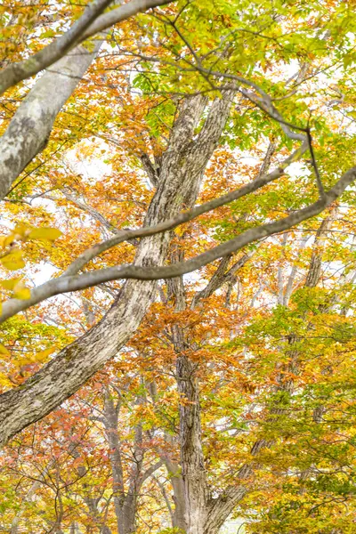 白い空に美しい色彩豊かな紅葉 — ストック写真