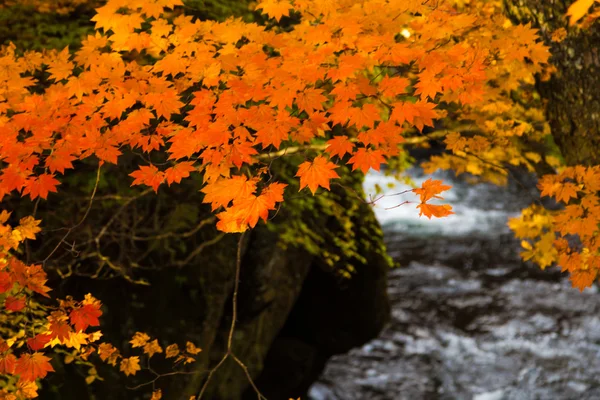 Nikko είναι Nippon Ryuzu καταρράκτη με πολύχρωμο φθινόπωρο φύλλα — Φωτογραφία Αρχείου
