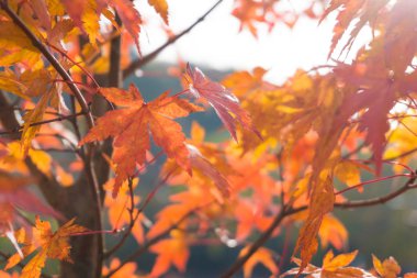Sonbahar akçaağaç yaprağı kırmızı günbatımı ağaç arka plan üzerinde ışık ile