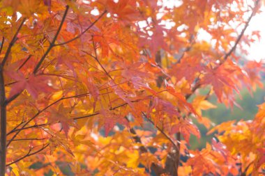 Akçaağaç arka plan ağaç üzerinde Nikko, Japonya sonbaharda yaprak