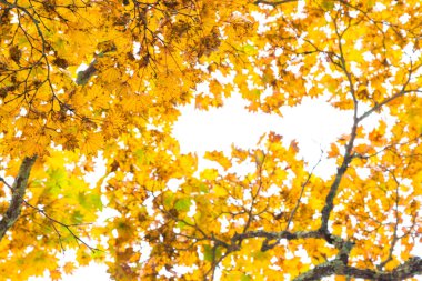 Sarı sonbahar ağaç dalı üzerine beyaz yaprakları. 