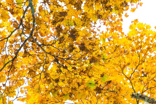 Feuilles d'automne jaune branche d'arbre sur blanc — Photo