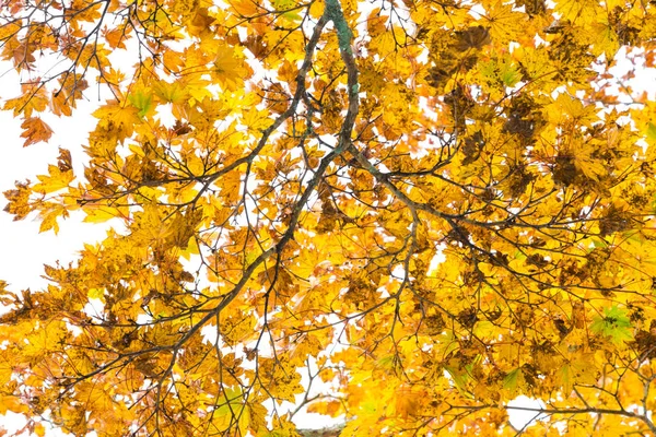 Feuilles d'automne jaune branche d'arbre sur blanc — Photo