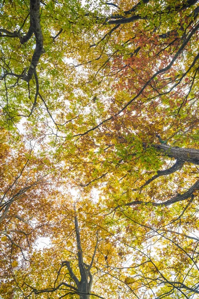Vista de Uprisen do ramo da árvore das folhas do outono — Fotografia de Stock