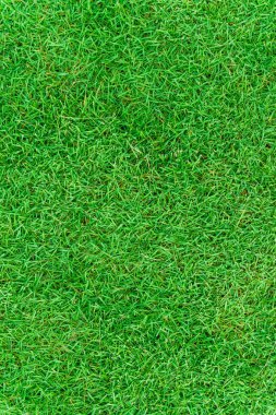 Güzel taze çok yeşil çim doku süslemek arka plan