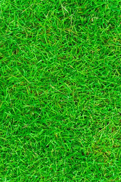 Beautiful fresh real green grass texture decorate background