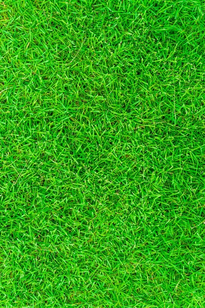 Green Fresh Grass Background Natural Object — Stock Photo, Image