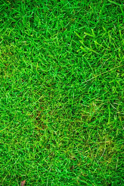 Beautiful fresh real green grass texture