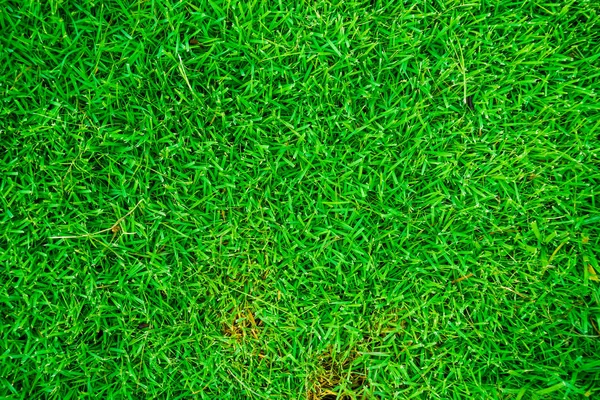 Beautiful fresh real green grass texture