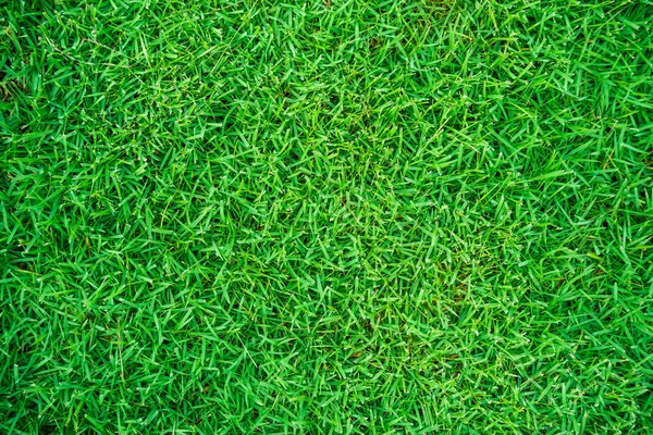 Свежая фактура зеленой травы — стоковое фото
