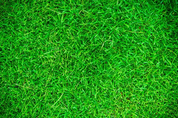 Bela textura de grama verde real fresco — Fotografia de Stock