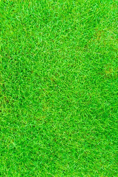 Beautiful fresh real green grass texture