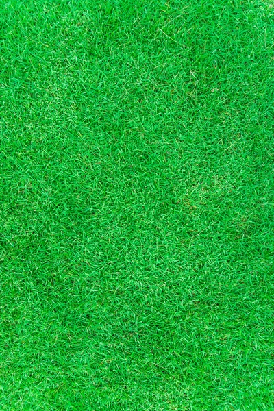 Beautiful fresh real green grass texture