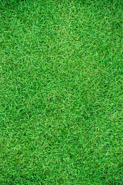 위에서 녹색 신선한 잔디 배경 — 스톡 사진