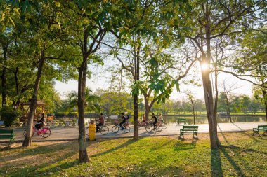 Yeşil çim ve büyük ağaç günbatımı, yaz Peyzaj Park