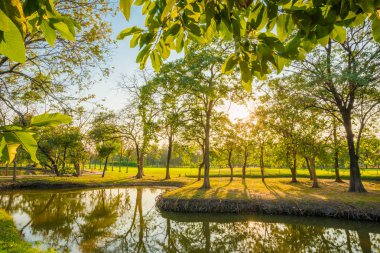 Bahçe doğal gölette güneşli gün ağaçların çiçek açması ile