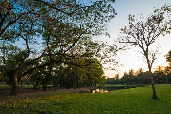 緑の芝生と大木夕日公園 — ストック写真