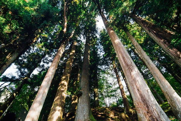 Pinheiros Floresta Grande Árvore Outono Nikko Japão — Fotografia de Stock