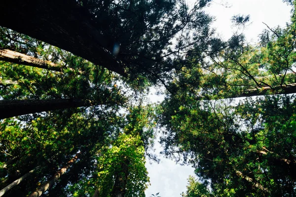 Pinheiro Natureza Verde Madeira Luz Solar Vista Vertical Fundos — Fotografia de Stock