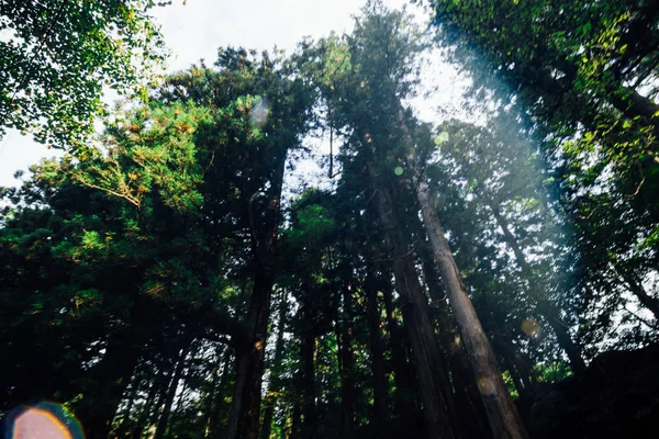 Árbol Pino Naturaleza Madera Verde Luz Del Sol Vista Hacia — Foto de Stock