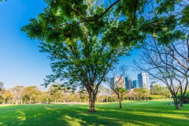 Büyük ağaç yeşil çimlere park güneş ışını