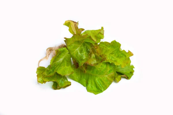 Frisches gemischtes grünes Salatgemüse isoliert — Stockfoto