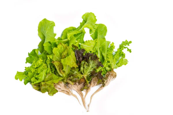 Grüne Salatblätter aus nächster Nähe. — Stockfoto