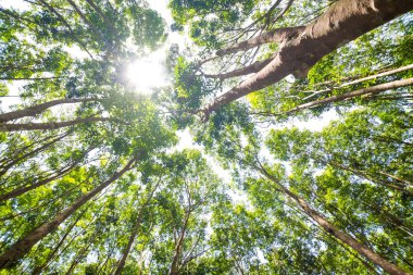 Güneş ışını ovucu ağaç ekimi tarım arka plan