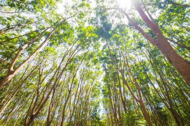 Ovucu ağaç arka planda derin orman, Tayland Agrisultural