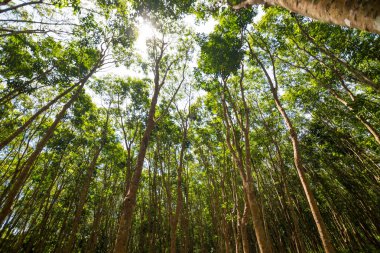 Güneş ışını ovucu ağaç ekimi tarım arka plan