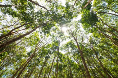 Ovucu ağaç arka planda derin orman, Tayland Agrisultural