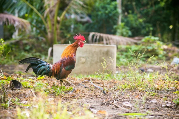 Coq Traditionnel Thaïlande Sur Terrain Matin Agricole — Photo