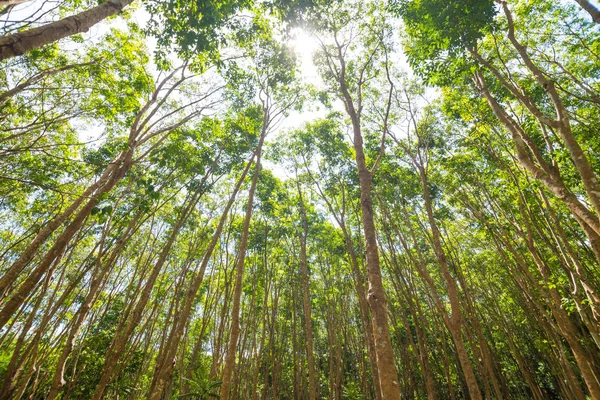 ゴム製木のプランテーション農業の背景に太陽の光 — ストック写真