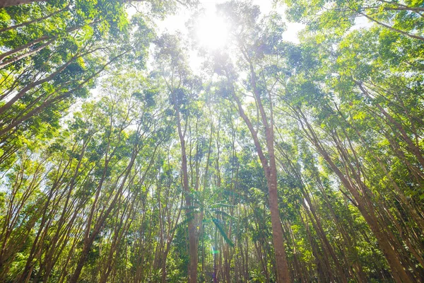 Резиновое Дерево Заднем Плане Глубоком Лесу Сельское Хозяйство Таиланда — стоковое фото