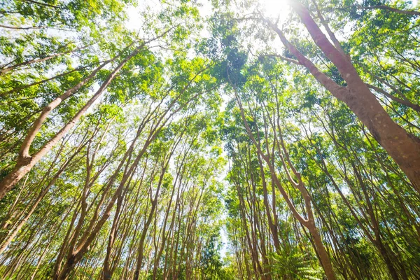 Ovucu ağaç arka planda derin orman, Tayland Agrisultural