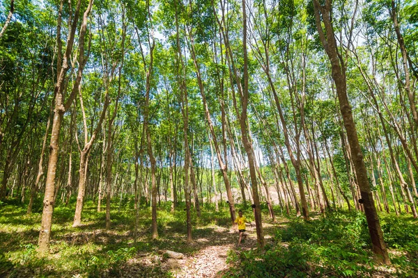 Borracha Árvore Fundo Floresta Profunda Agrisultural Tailândia — Fotografia de Stock