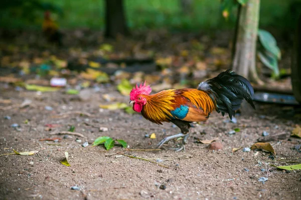 Coq Traditionnel Thaïlande Sur Terrain Matin Agricole — Photo