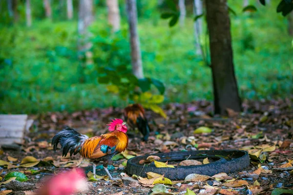 传统泰国公鸡在现场在早晨 — 图库照片