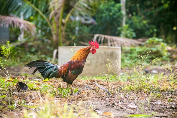 Traditional Thailand Rooster Field Morning Agricultural — Stock Photo, Image