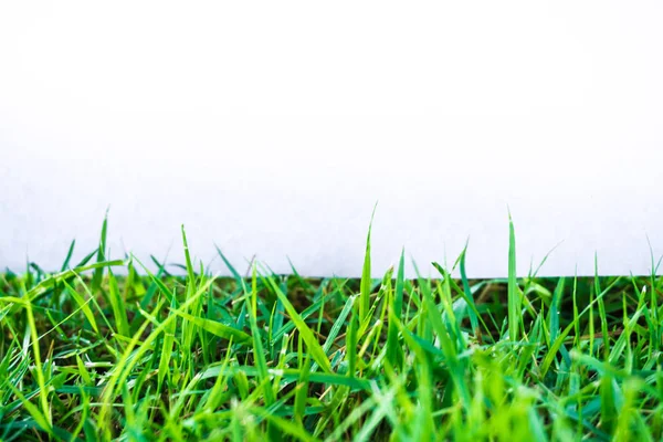 Зеленая натуральная трава с белой бумагой для нанесения текста — стоковое фото