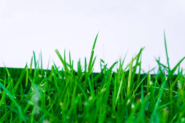 Зеленая натуральная трава с белой бумагой для нанесения текста — стоковое фото