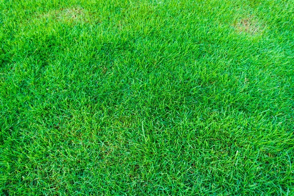 美しい緑の芝生を感じる新鮮なテクスチャ — ストック写真