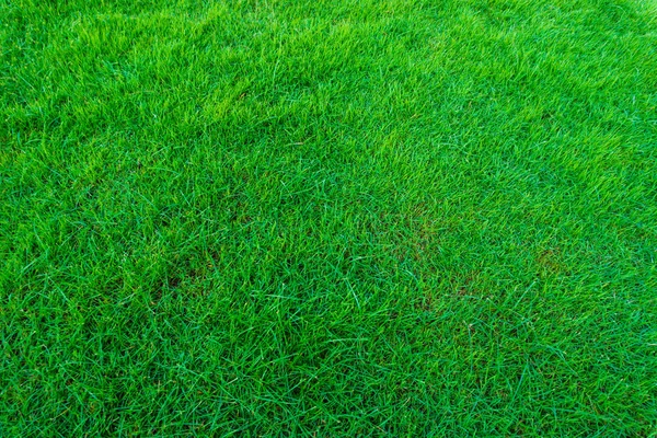 Bella erba verde sentire texture fresca — Foto Stock