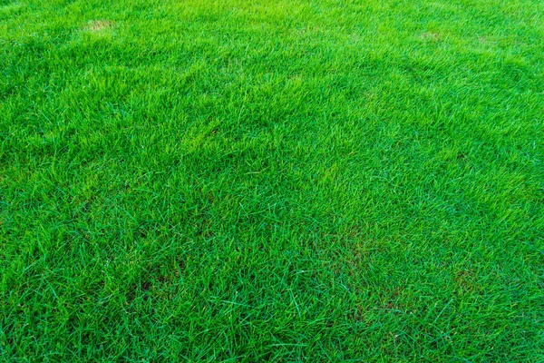 Grönt Gräs Färsk Naturlig Bakgrund Konsistens Real Gräs — Stockfoto