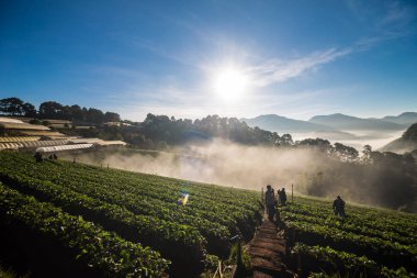 Grup gündoğumu tarım çiftliğinde zevk turist insan 