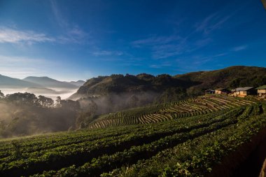 Sunrise with fog on strawberry plantation field in Angkhang high clipart