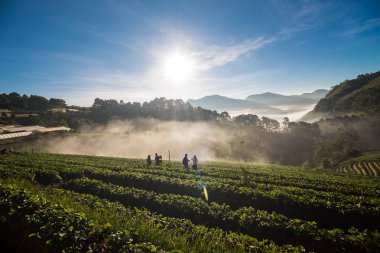 Grup gündoğumu tarım çiftliğinde zevk turist insan 