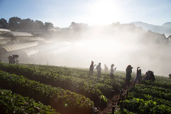 Grup turizm insan gündoğumu çilek alan, tarım çiftliğinde Angkhang Islands, Tayland zevk.