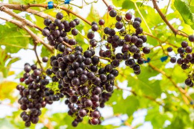 Ağaç dalı sahada üzümler vaktinden önce hasat