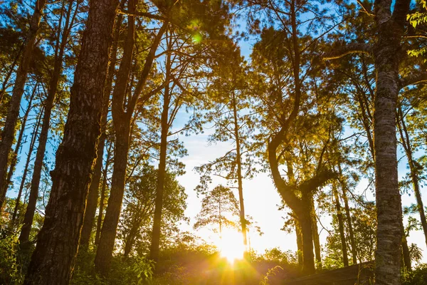 Paisagem de luz sobre montanhas em pinheiros ao nascer do sol — Fotografia de Stock